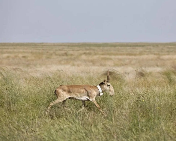 Численность краснокнижного сайгака в Астраханской области выросла в 10 раз с 2000 года благодаря экологам