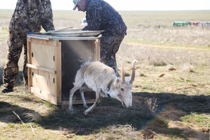 В Астраханской области выпустили сайгака в дикую природу