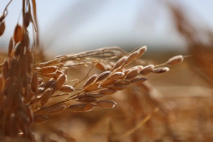 В Астрахани ожидают рекордный урожай риса