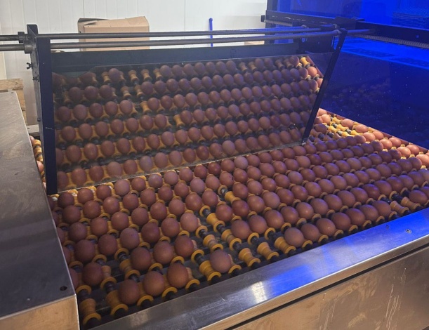 Астраханская птицефабрика восстанавливает цех и вводит в регион новое поголовье кур-несушек