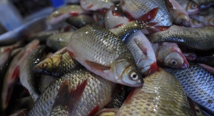 Астраханские рыбаки добыли 4,8 тысяч тонн рыбы с начала осенней путины