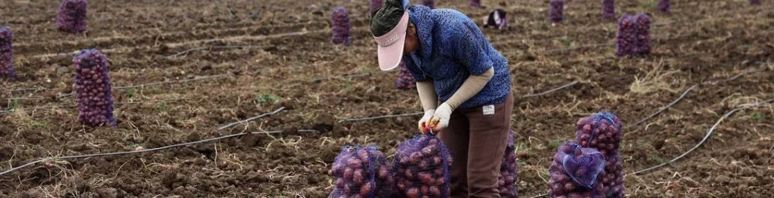 В Астраханской области начался сбор картофеля поздних сортов